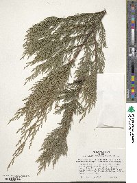 ×Hesperotropsis leylandii image