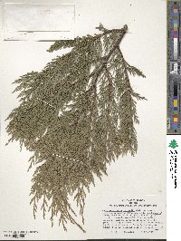 ×Hesperotropsis leylandii image