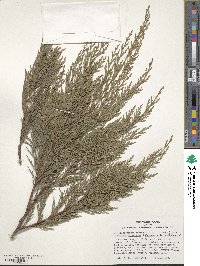 ×Hesperotropsis leylandii image