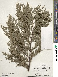 ×Hesperotropsis leylandii image