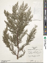 ×Hesperotropsis leylandii image