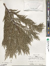 ×Hesperotropsis leylandii image