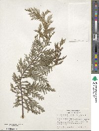 ×Hesperotropsis leylandii image