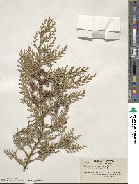 Chamaecyparis lawsoniana image