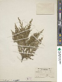 Chamaecyparis lawsoniana image