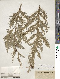 Chamaecyparis lawsoniana image