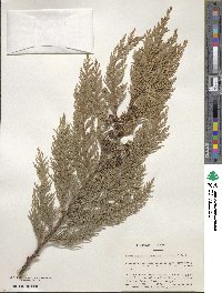 Chamaecyparis lawsoniana image