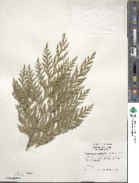 Chamaecyparis lawsoniana image