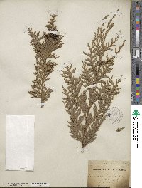 Chamaecyparis lawsoniana image