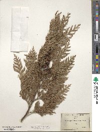 Chamaecyparis lawsoniana image