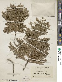 Chamaecyparis lawsoniana image