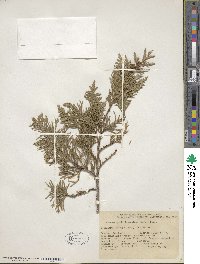 Chamaecyparis lawsoniana image