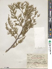 Chamaecyparis lawsoniana image