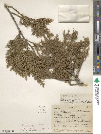 Chamaecyparis lawsoniana image