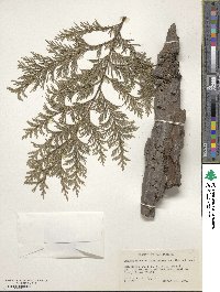 Chamaecyparis lawsoniana image