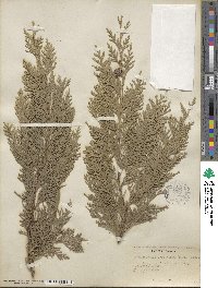 Chamaecyparis lawsoniana image