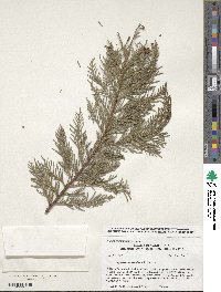 Chamaecyparis lawsoniana image