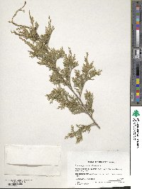 Chamaecyparis thyoides image