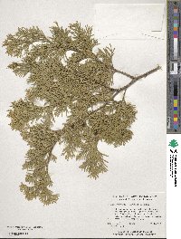 Chamaecyparis thyoides image