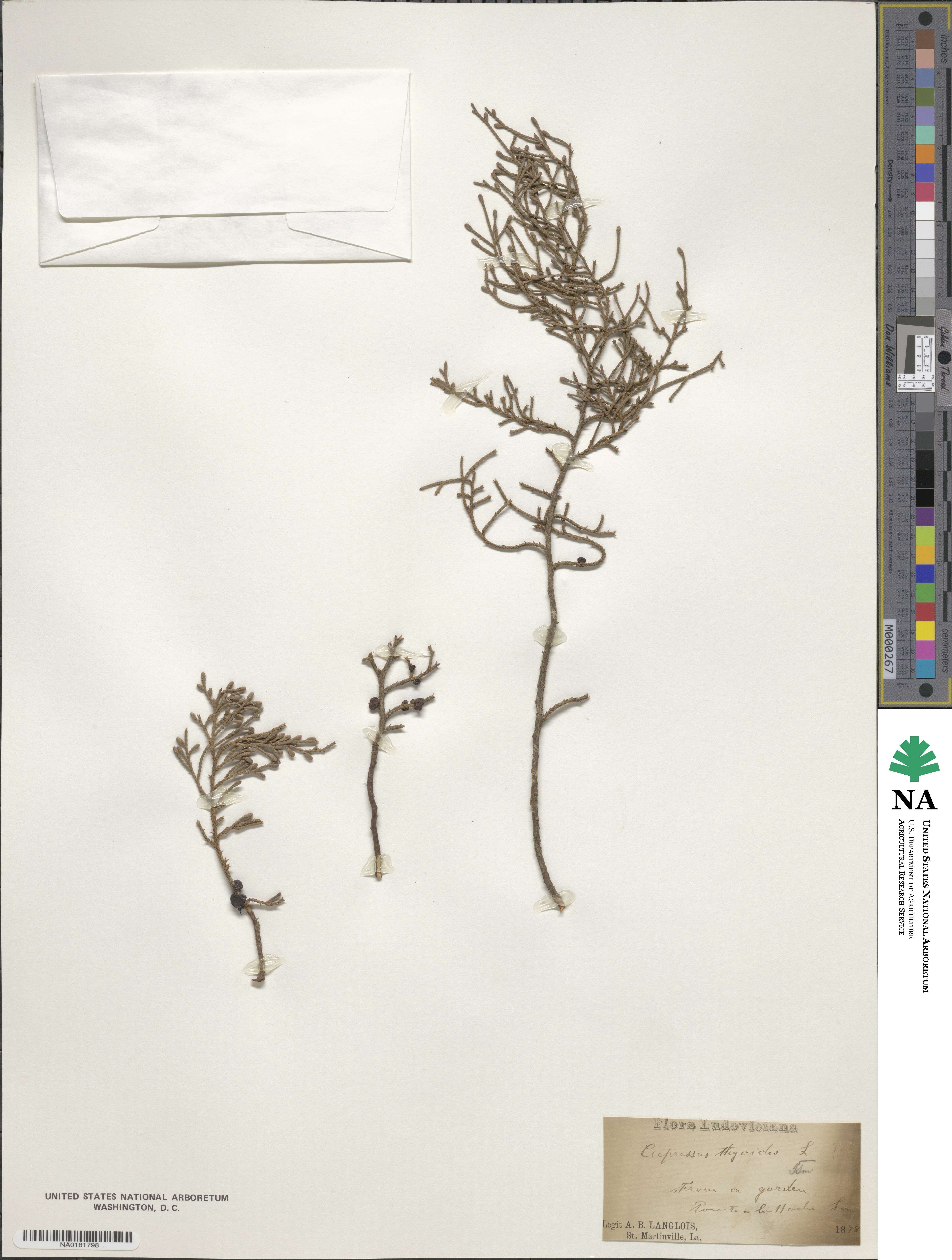 Chamaecyparis thyoides image