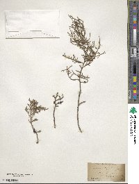 Chamaecyparis thyoides image