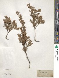 Chamaecyparis thyoides image