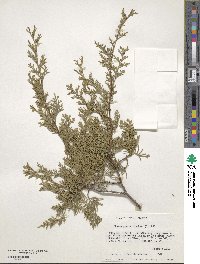 Chamaecyparis thyoides image