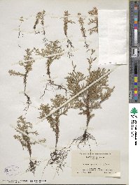 Chamaecyparis thyoides image