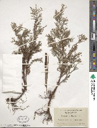 Chamaecyparis thyoides image