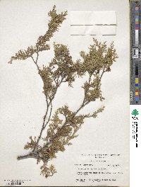 Chamaecyparis thyoides image