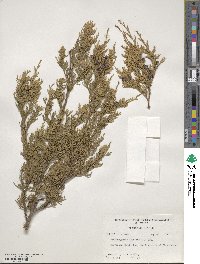 Chamaecyparis thyoides image