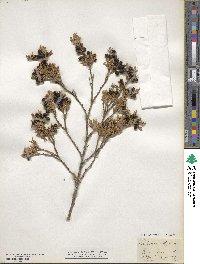 Chamaecyparis thyoides image