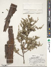 Chamaecyparis thyoides image