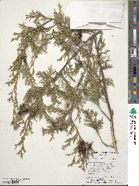 Chamaecyparis thyoides image