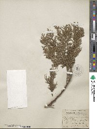 Chamaecyparis thyoides image