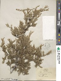 Chamaecyparis thyoides image