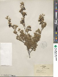 Chamaecyparis thyoides image