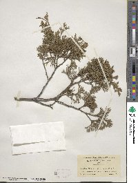 Chamaecyparis thyoides image