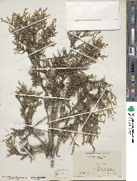 Chamaecyparis thyoides image