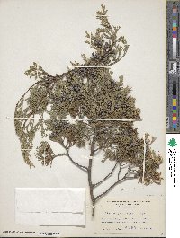 Chamaecyparis thyoides image