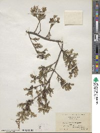 Chamaecyparis thyoides image