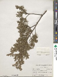 Chamaecyparis thyoides image