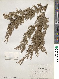 Chamaecyparis thyoides image