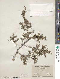 Chamaecyparis thyoides image