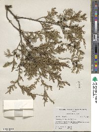 Chamaecyparis thyoides image