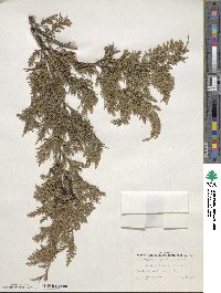 Chamaecyparis thyoides image