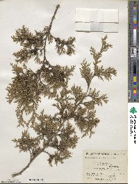 Chamaecyparis thyoides image