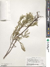 Chamaecyparis thyoides image