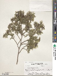 Chamaecyparis thyoides image