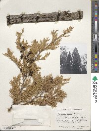 Chamaecyparis thyoides image